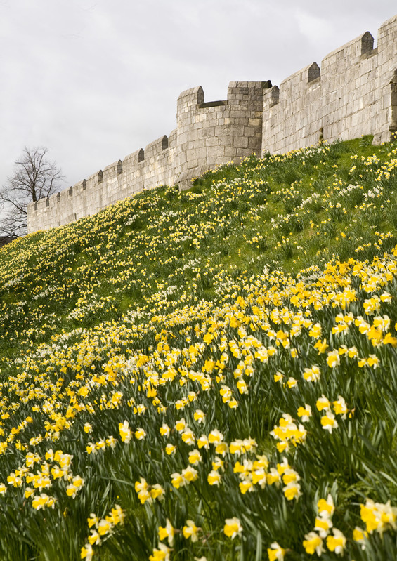 York City Walls